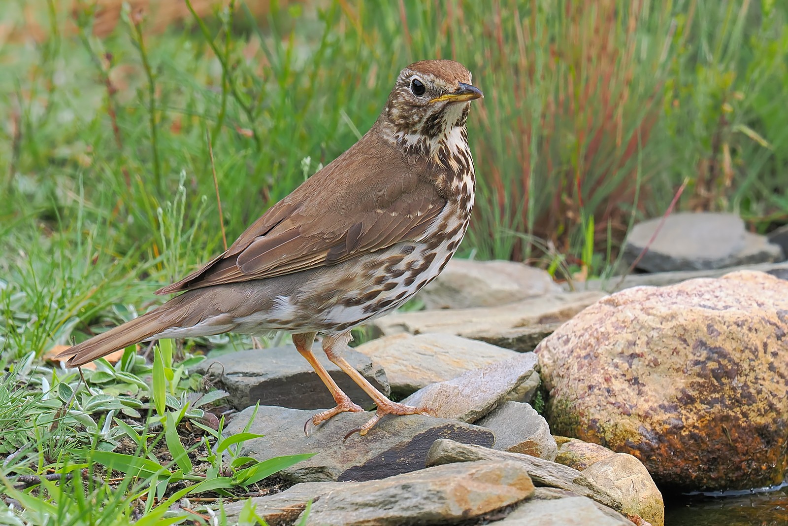 Nazwa:  drozd śpiewak285037jf.jpg
Wyświetleń: 82
Rozmiar:  481,4 KB