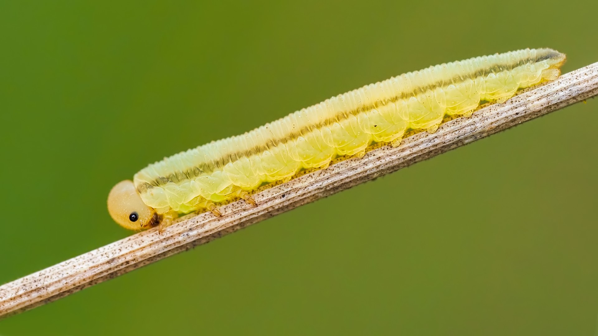 Nazwa:  larwa rośliniarki120385mf.jpg
Wyświetleń: 82
Rozmiar:  191,8 KB