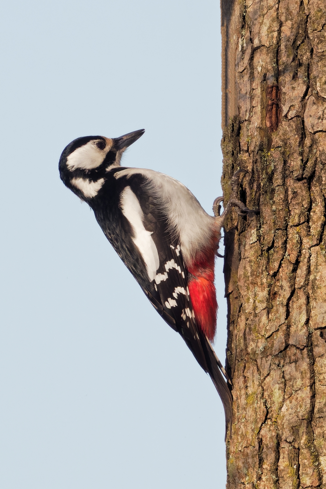 Nazwa:  dzięcioł duży, samica (2)_hf.jpg
Wyświetleń: 52
Rozmiar:  1,09 MB