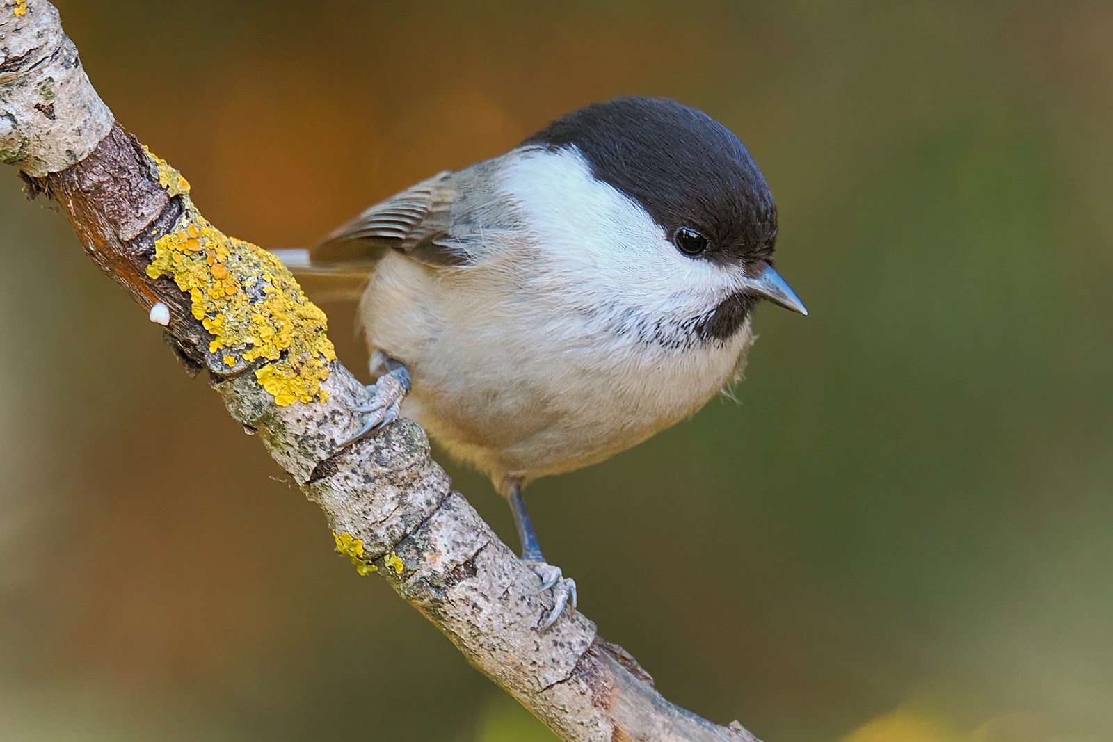 Nazwa:  czarnogłówka382015jf.jpg
Wyświetleń: 52
Rozmiar:  260,6 KB