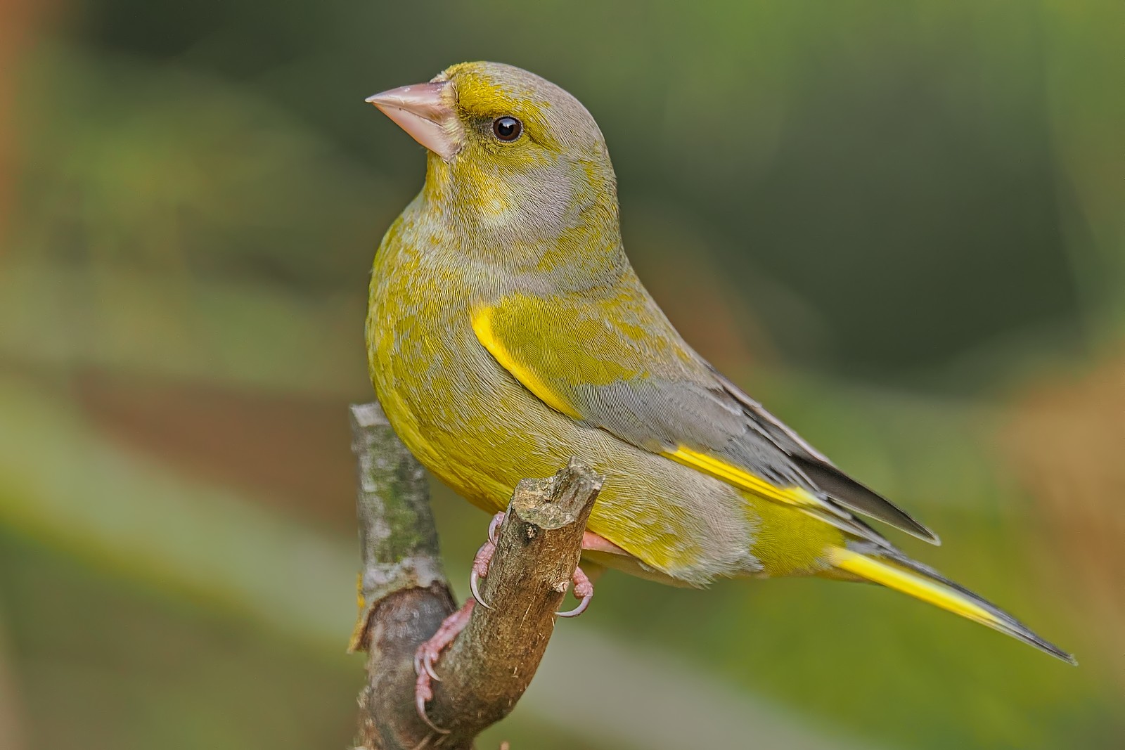 Nazwa:  dzwoniec371718jf.jpg
Wyświetleń: 42
Rozmiar:  239,8 KB