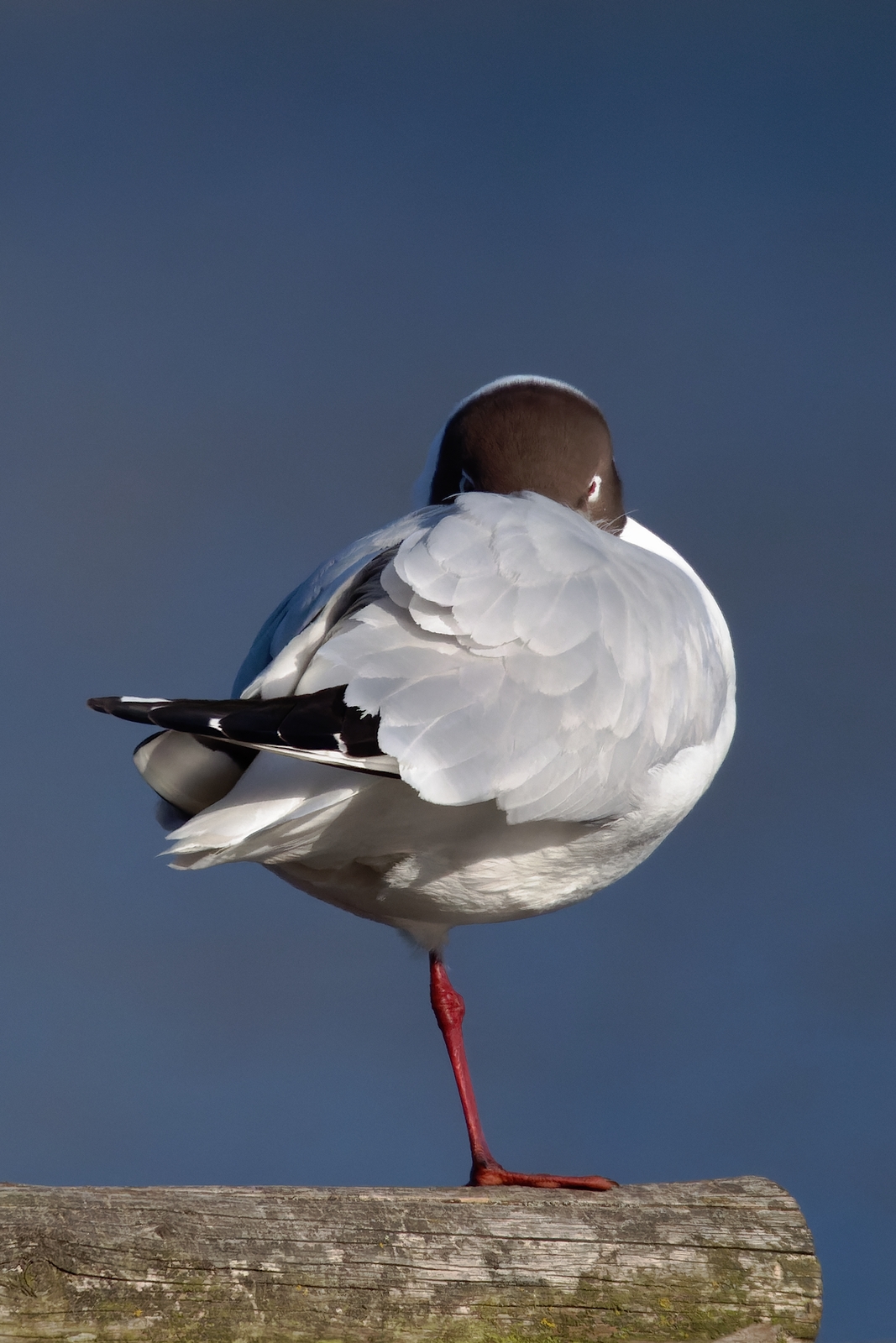 Nazwa:  mewa śmieszka (1).jpg
Wyświetleń: 100
Rozmiar:  936,2 KB