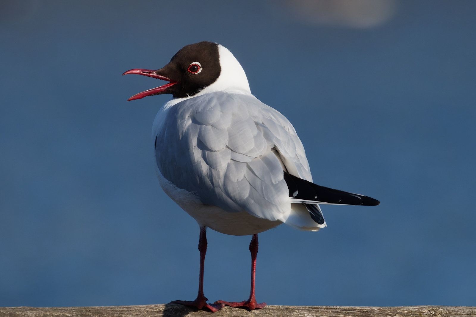 Nazwa:  mewa śmieszka (2).jpg
Wyświetleń: 105
Rozmiar:  780,8 KB