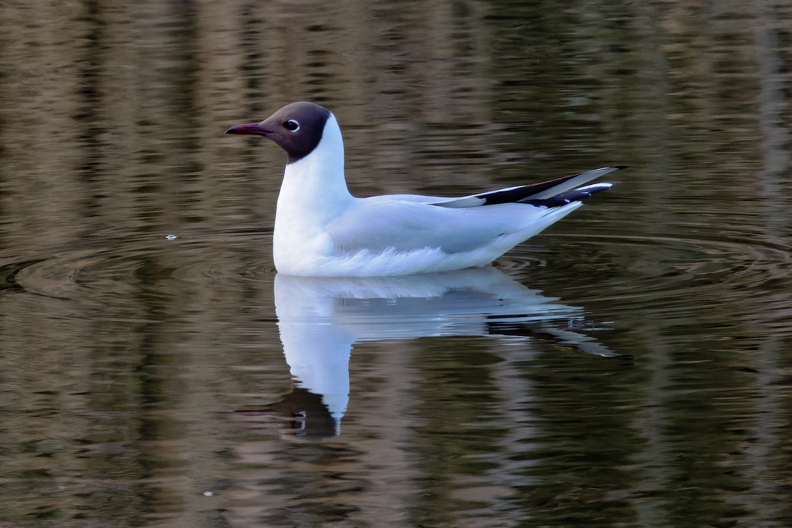 Nazwa:  mewa śmieszka (3).jpg
Wyświetleń: 95
Rozmiar:  1,14 MB