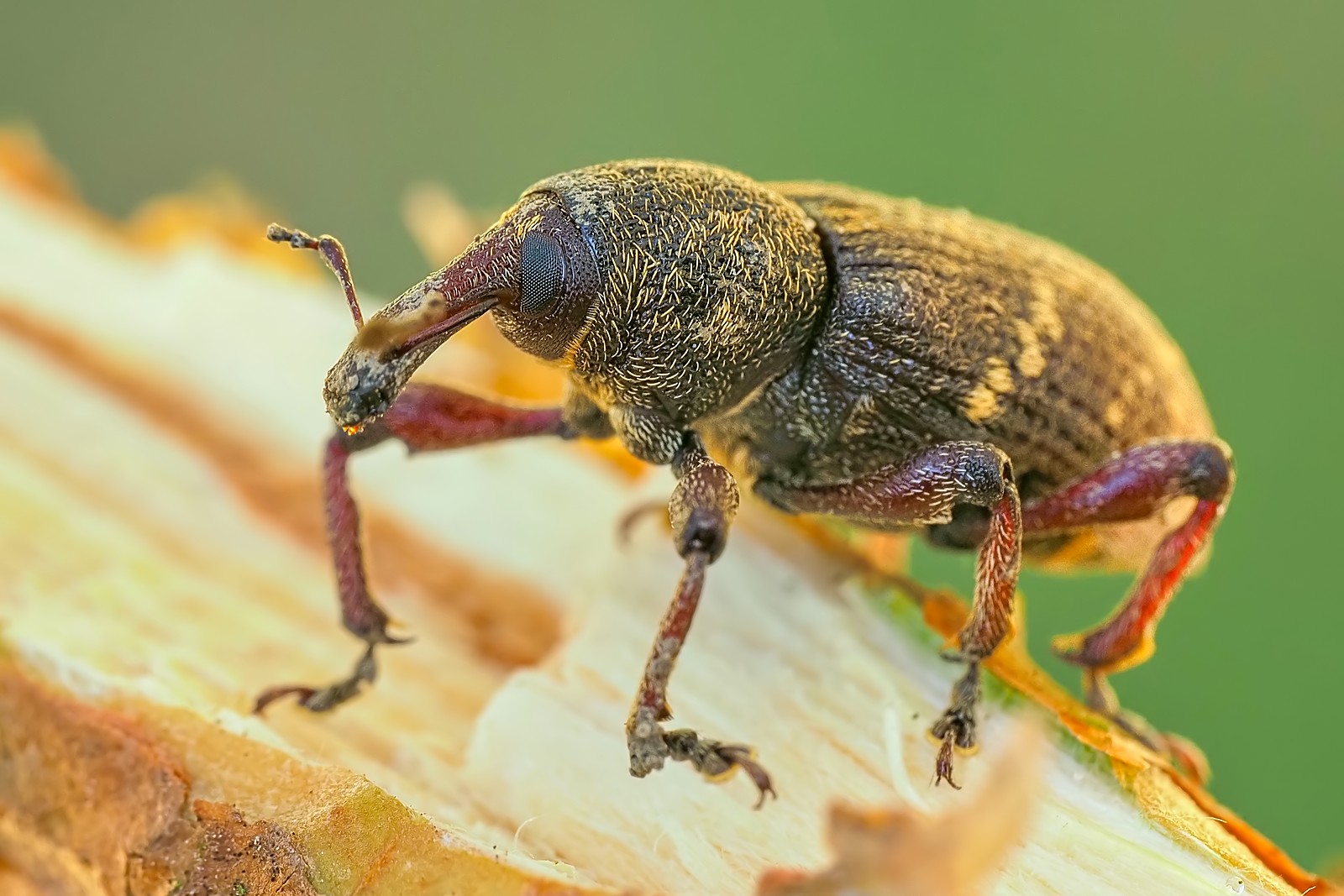 Nazwa:  szeliniak020617mf.jpg
Wyświetleń: 52
Rozmiar:  271,7 KB