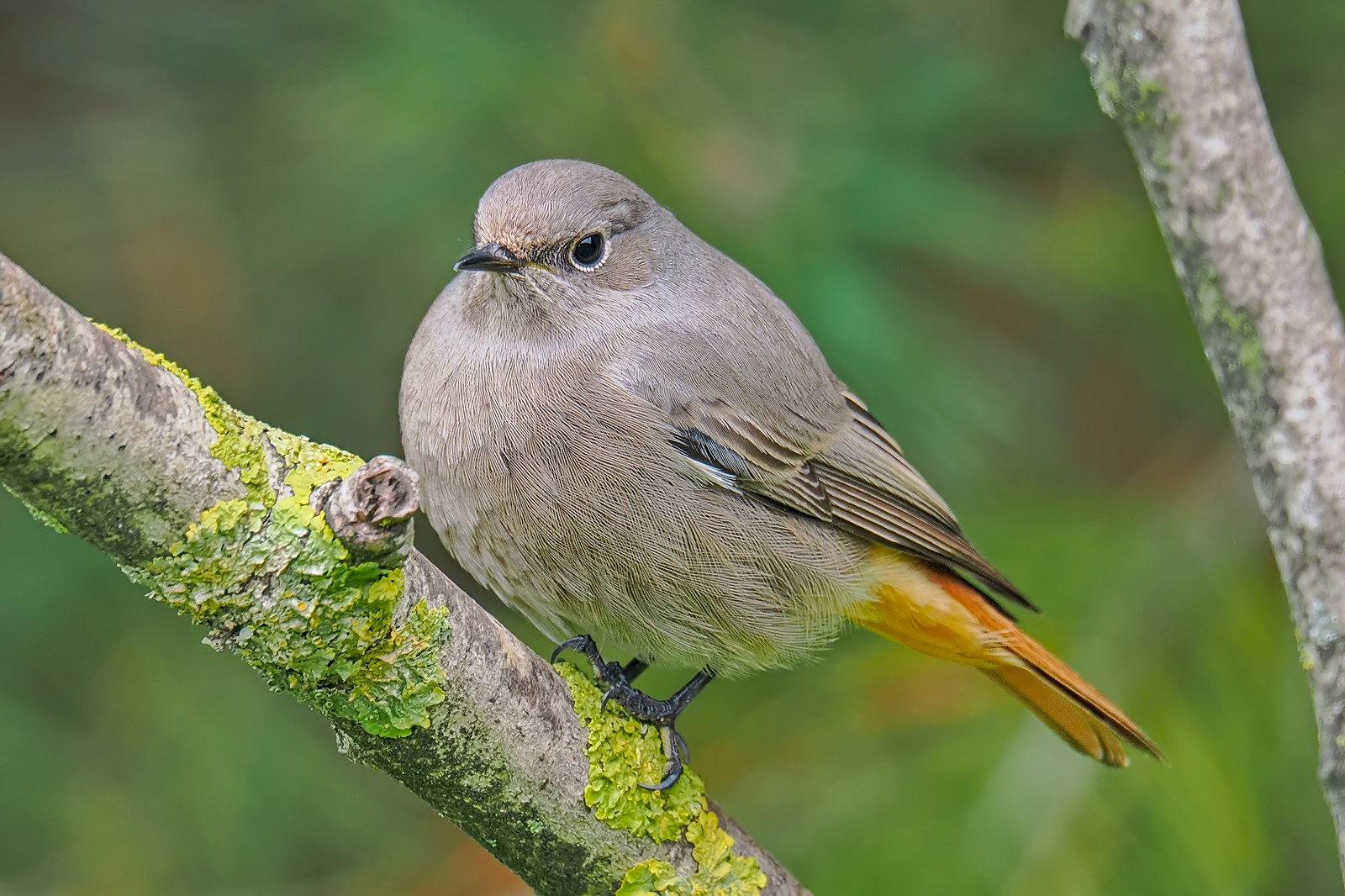 Nazwa:  kopciuszek340829jf.jpg
Wyświetleń: 91
Rozmiar:  338,8 KB