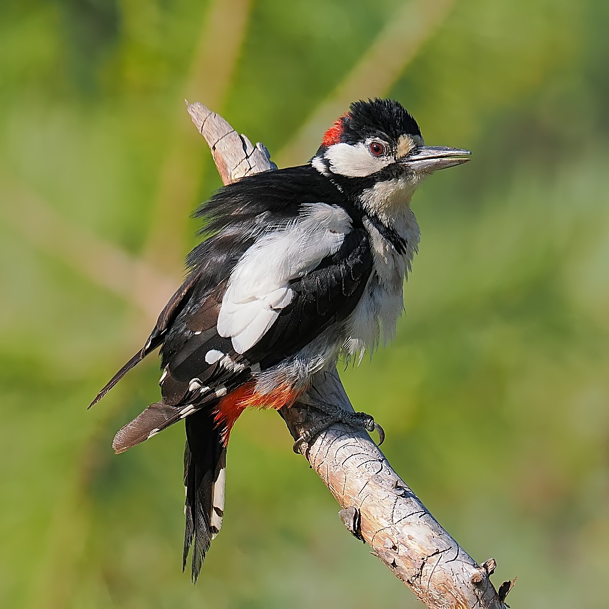 Nazwa:  dzięcioł duży251438jf.jpg
Wyświetleń: 77
Rozmiar:  231,4 KB