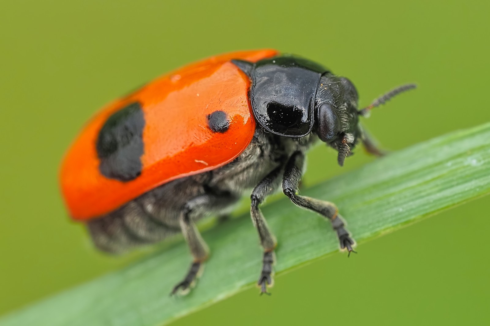 Nazwa:  moszenica wierzbówka177213mf.jpg
Wyświetleń: 33
Rozmiar:  161,0 KB