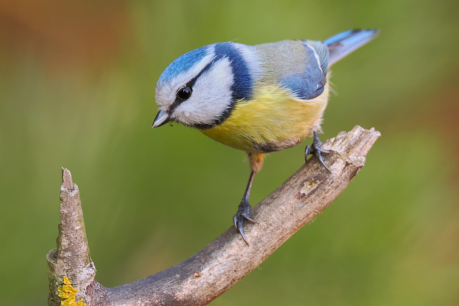 Nazwa:  modraszka367007jf.jpg
Wyświetleń: 55
Rozmiar:  234,4 KB