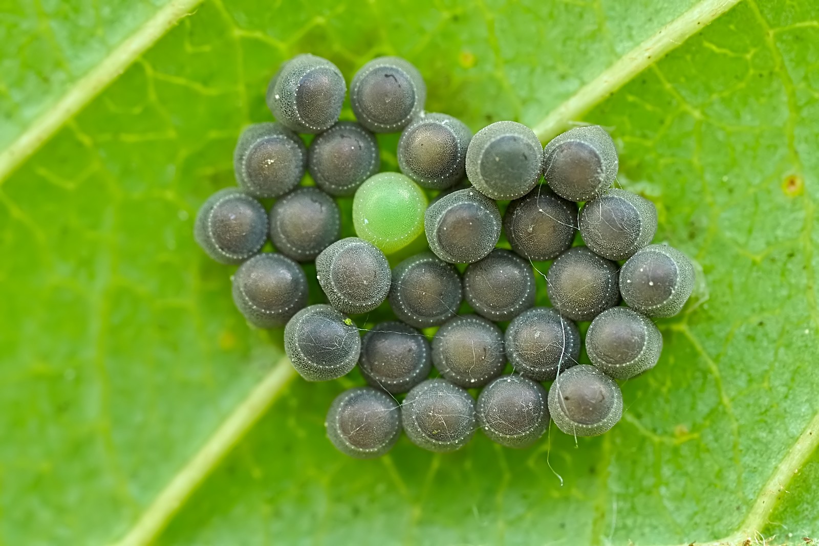 Nazwa:  jaja174811mf.jpg
Wyświetleń: 104
Rozmiar:  305,6 KB