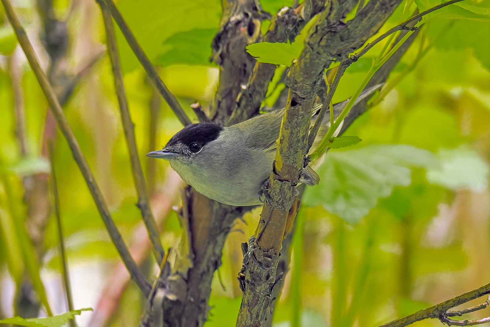 Nazwa:  kapturka235467jf.jpg
Wyświetleń: 50
Rozmiar:  293,6 KB
