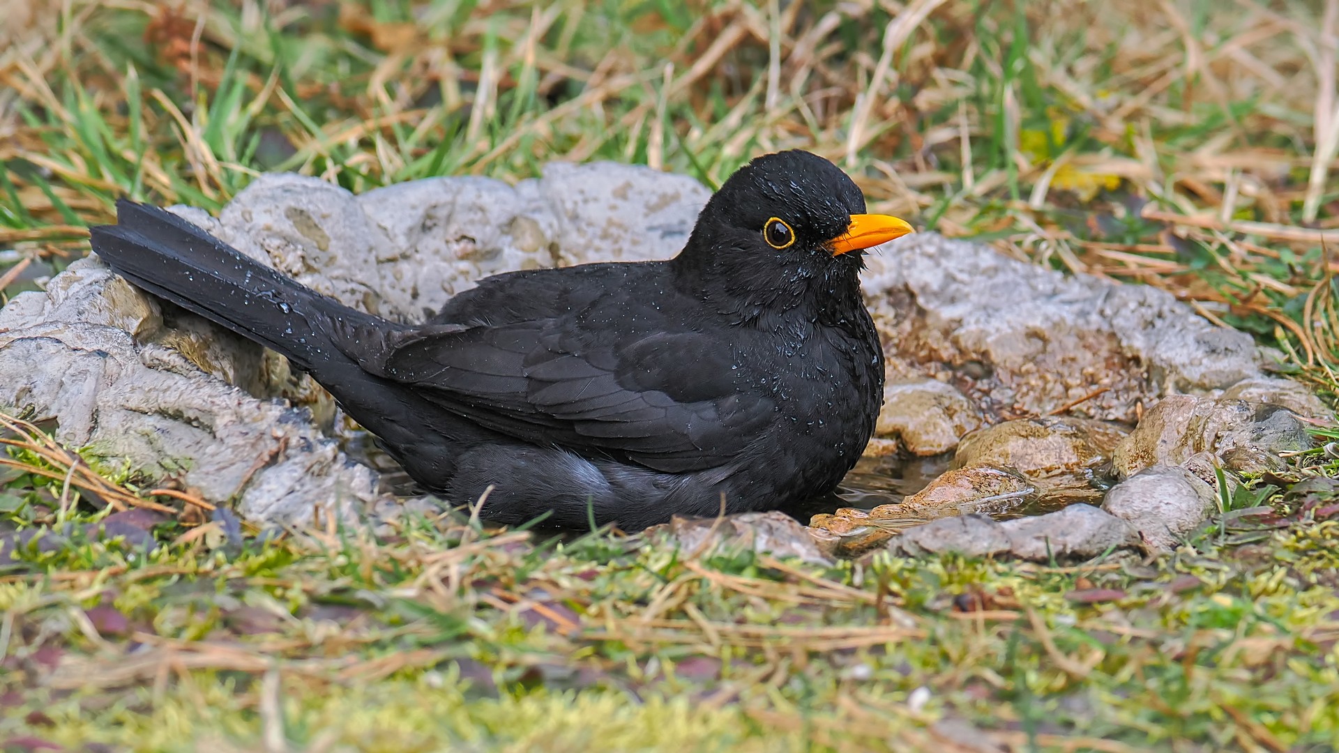 Nazwa:  kos375290jf.jpg
Wyświetleń: 34
Rozmiar:  505,0 KB