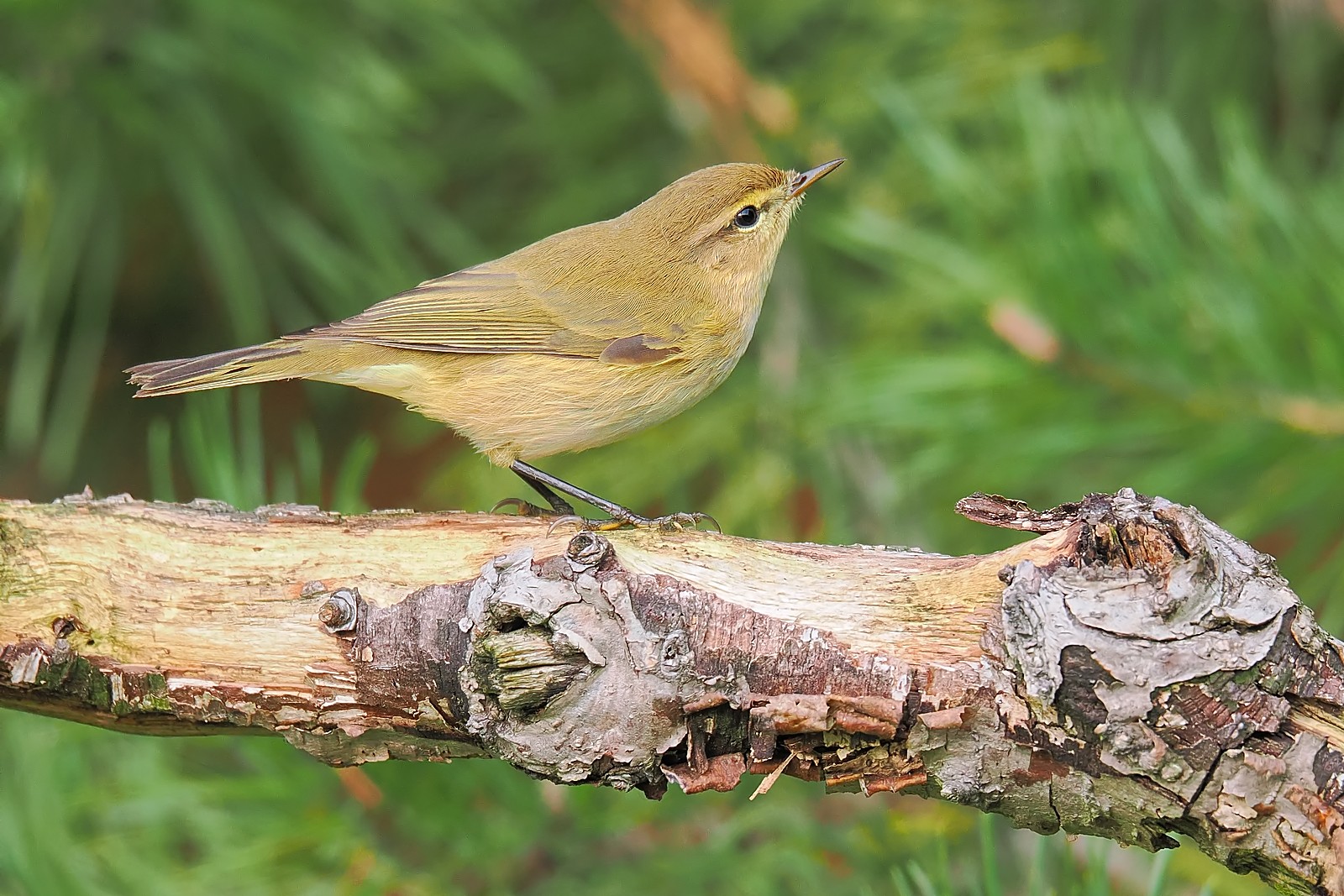 Nazwa:  pierwiosnek117051jf.jpg
Wyświetleń: 93
Rozmiar:  427,2 KB