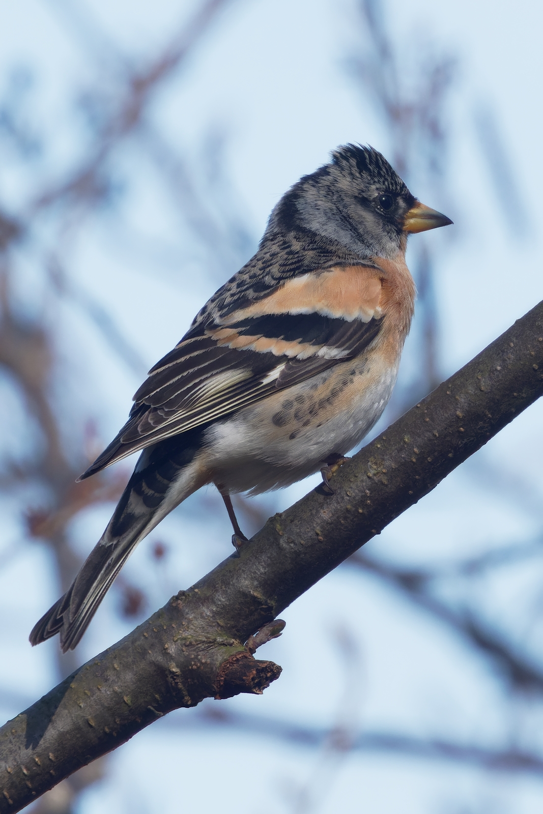 Nazwa:  jer.jpg
Wyświetleń: 104
Rozmiar:  872,0 KB