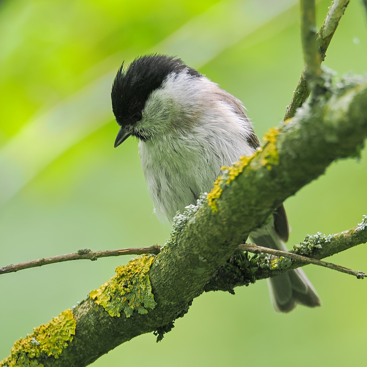 Nazwa:  sikora uboga202449jf.jpg
Wyświetleń: 75
Rozmiar:  226,3 KB