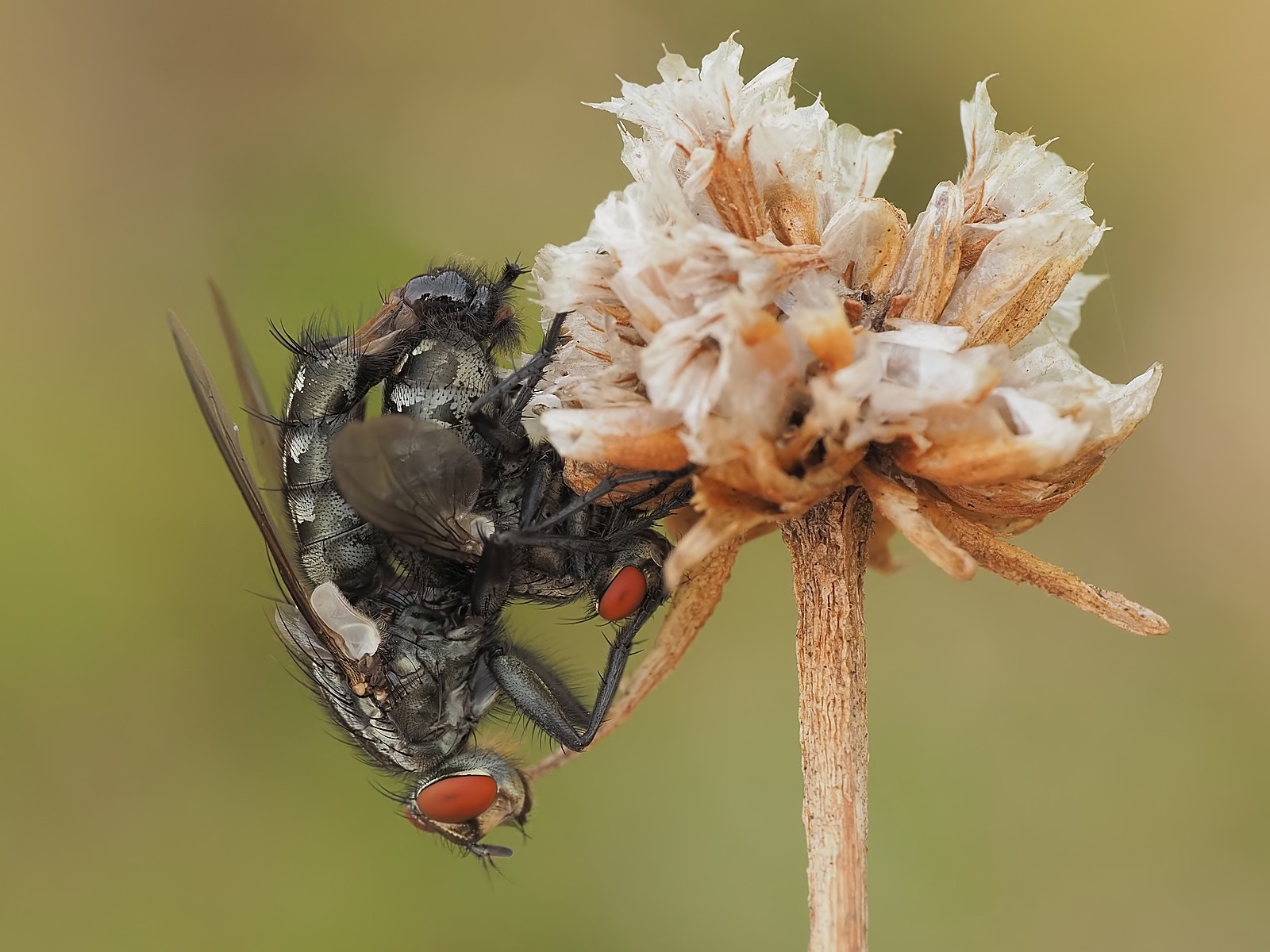 Nazwa:  ścierwice209942mf.jpg
Wyświetleń: 66
Rozmiar:  275,4 KB