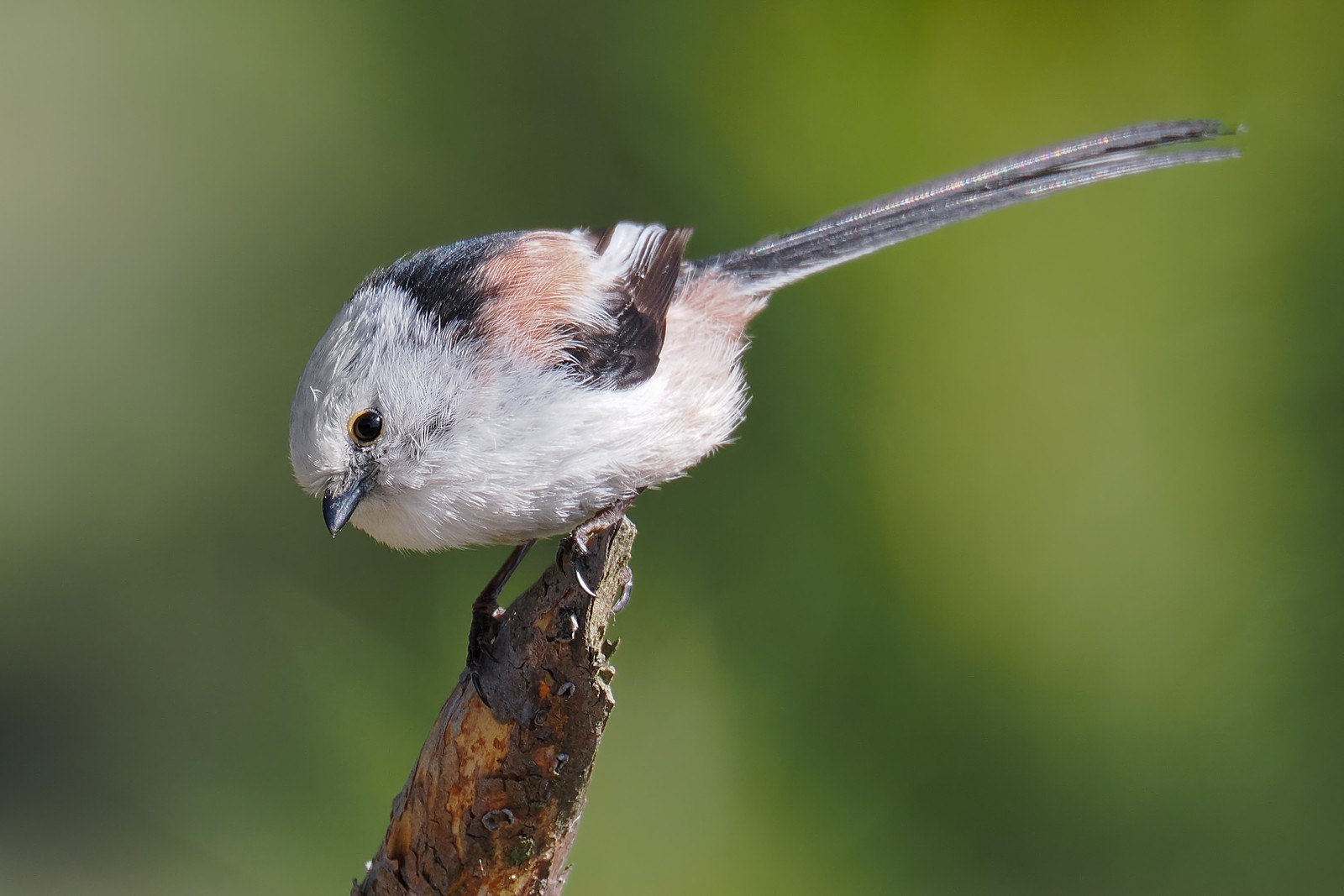 Nazwa:  raniuszek213463jf.jpg
Wyświetleń: 64
Rozmiar:  170,3 KB