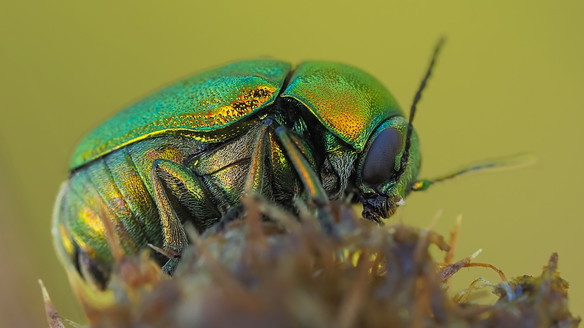 Nazwa:  zmróżka złotawa197581mf.jpg
Wyświetleń: 53
Rozmiar:  300,5 KB