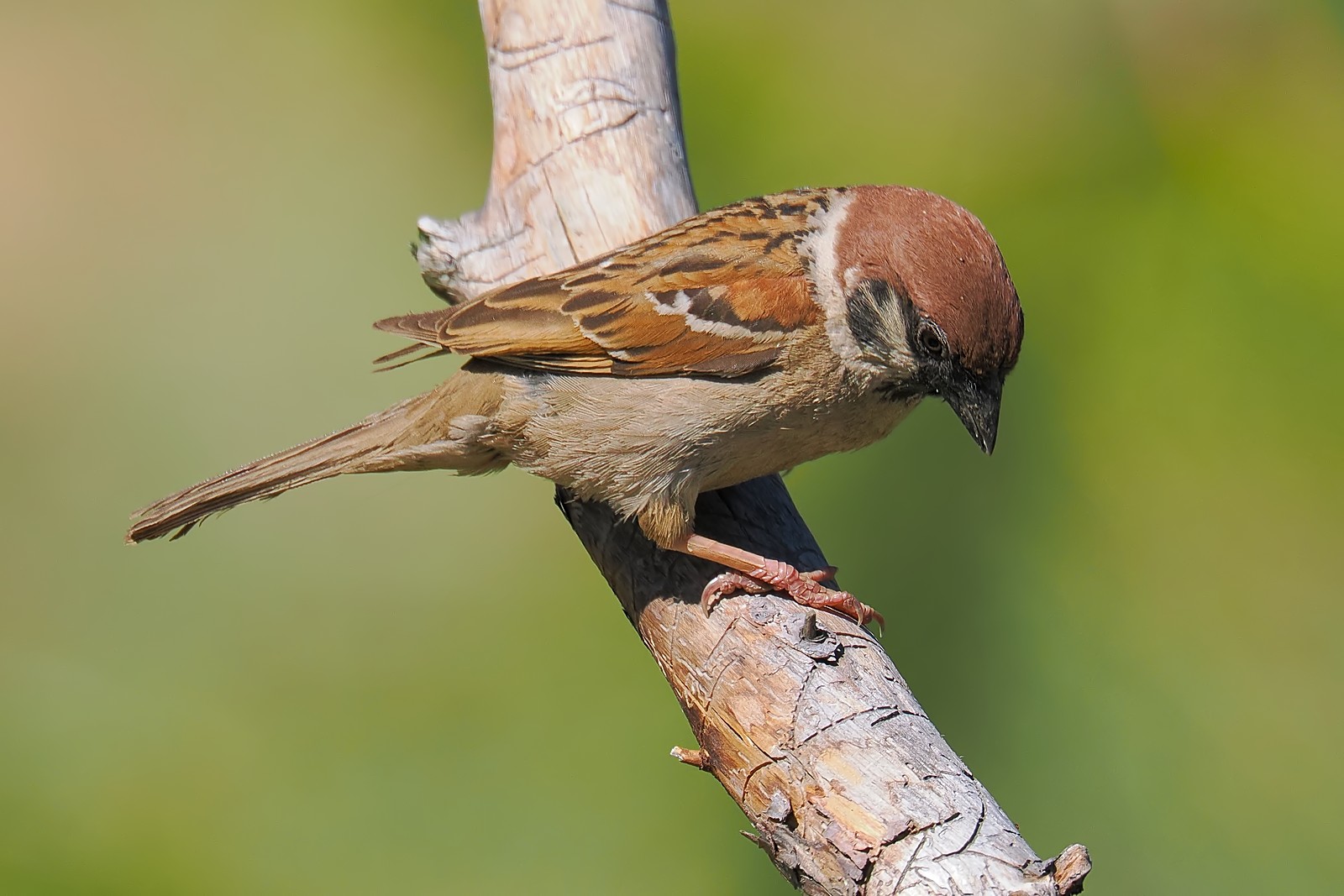 Nazwa:  mazurek280335jf.jpg
Wyświetleń: 42
Rozmiar:  237,3 KB