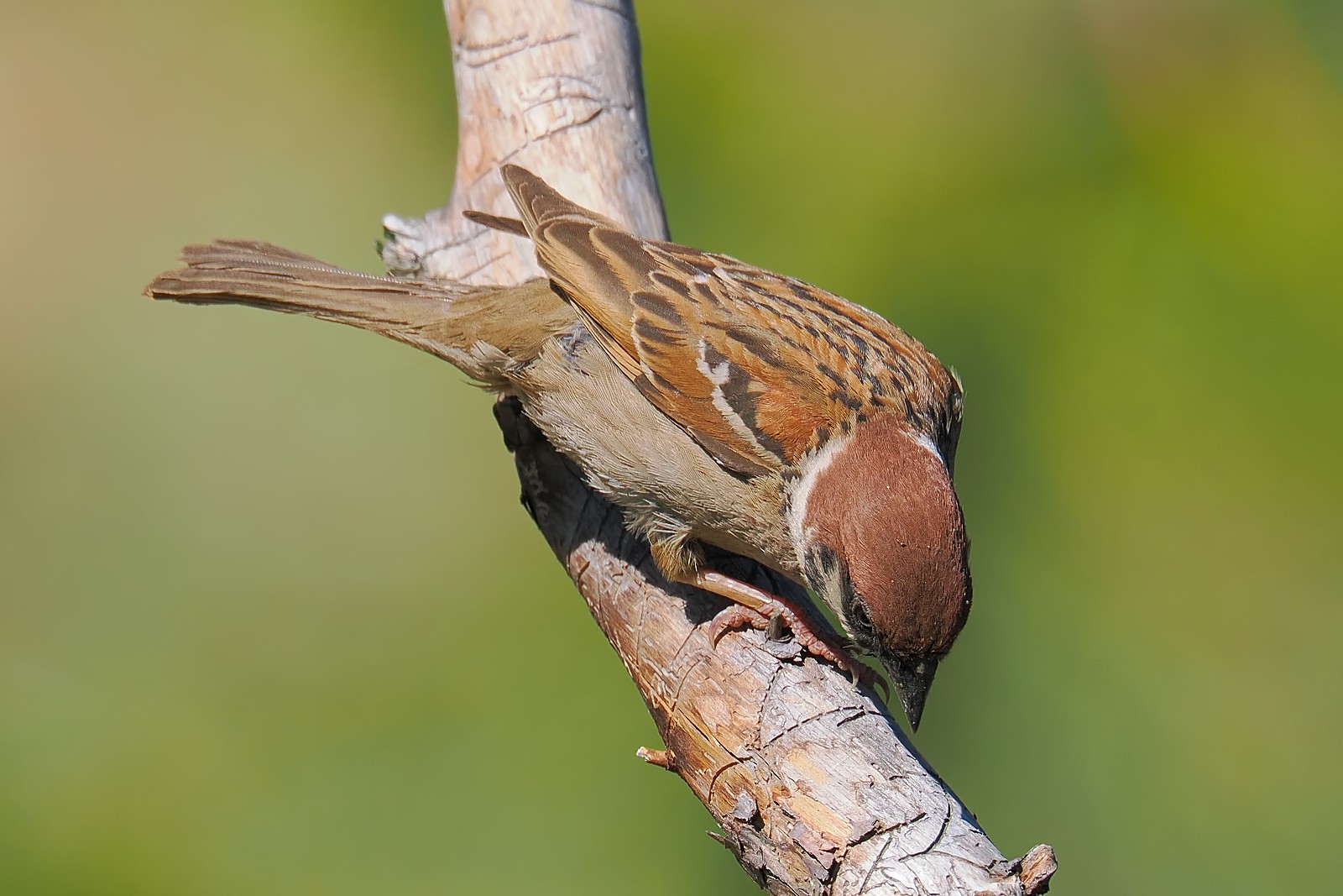 Nazwa:  mazurek280337jf.jpg
Wyświetleń: 43
Rozmiar:  250,4 KB