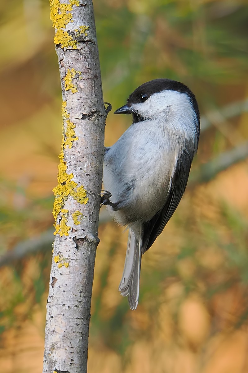 Nazwa:  czarnogłówka363611jf.jpg
Wyświetleń: 33
Rozmiar:  182,9 KB