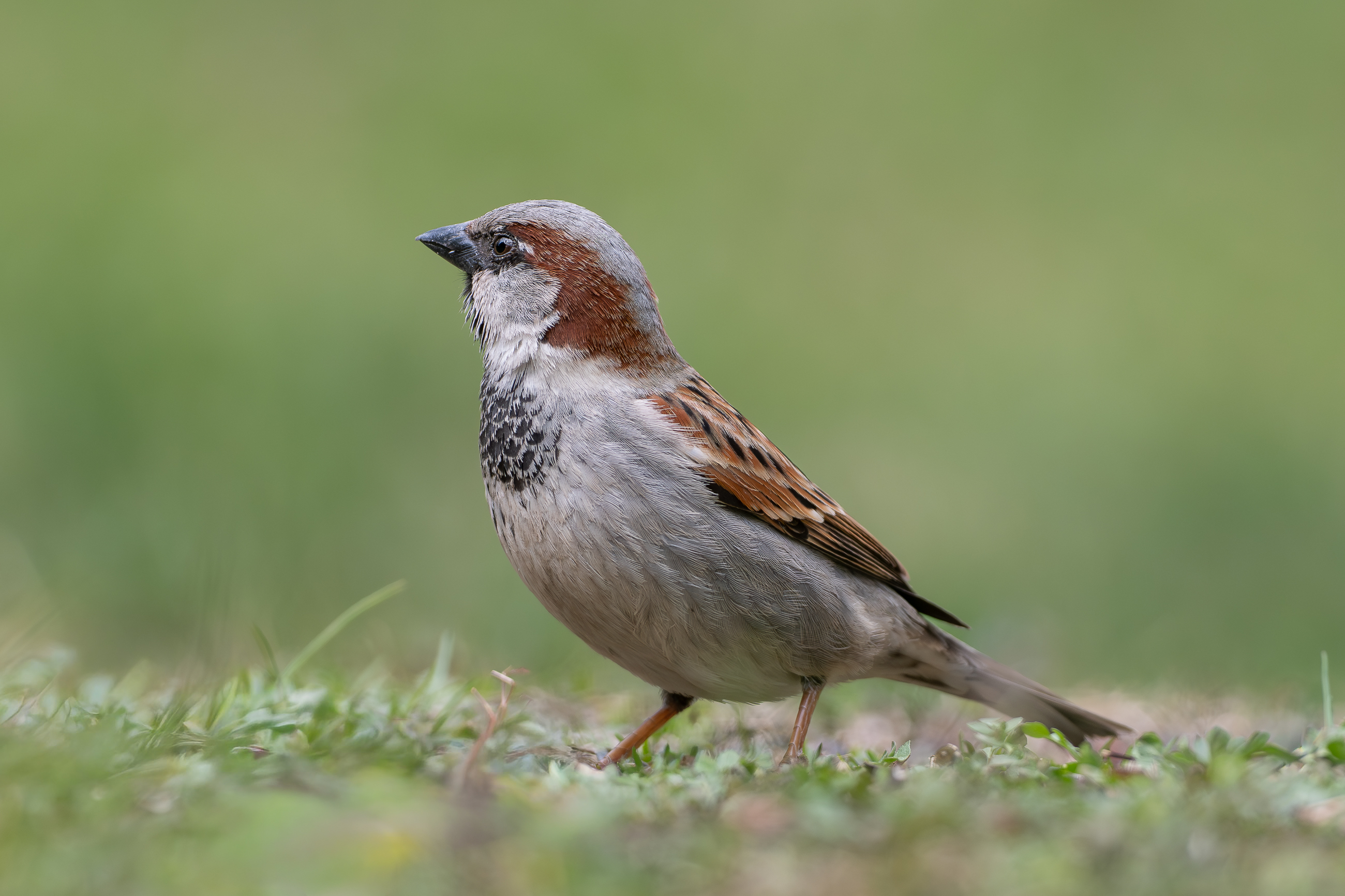 Nazwa:  P4130046.jpg
Wyświetleń: 24
Rozmiar:  1,74 MB