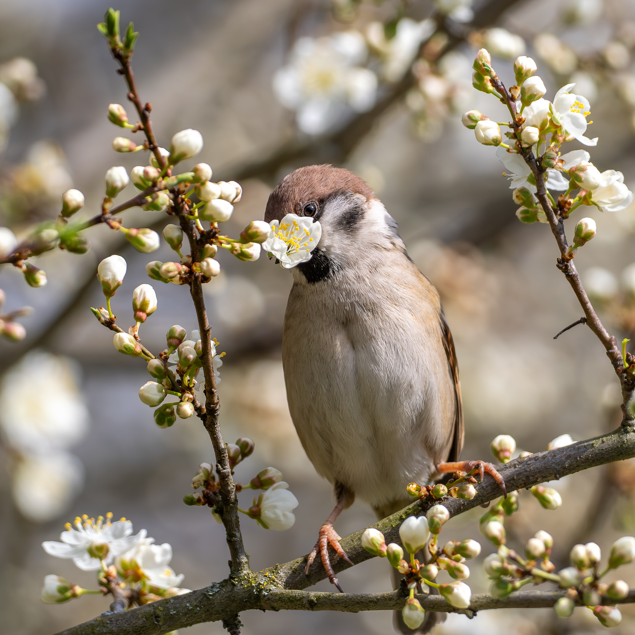 Nazwa:  P4120001-3.jpg
Wyświetleń: 28
Rozmiar:  3,82 MB