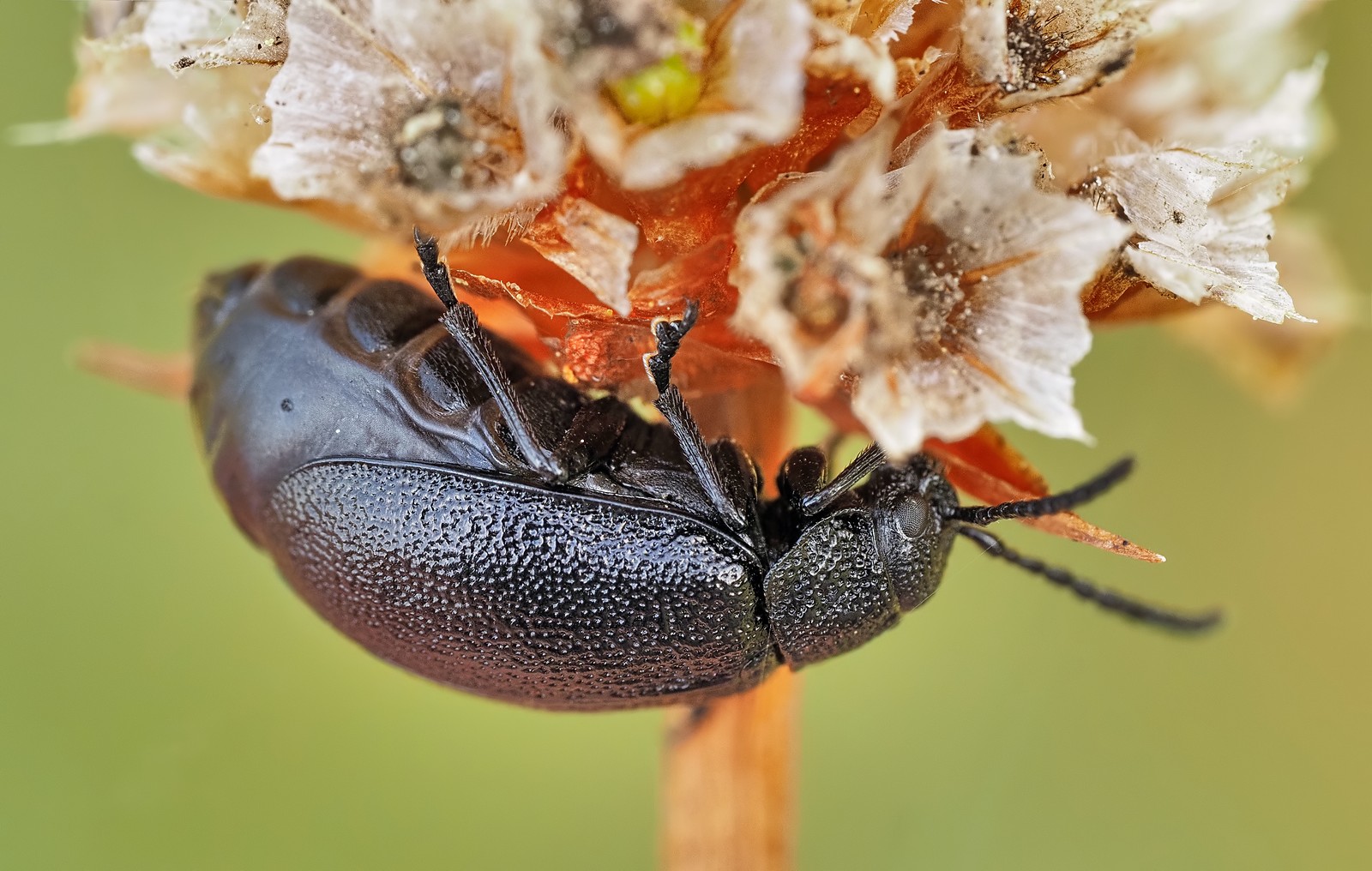 Nazwa:  rozdestnica wrotyczówka213702,8mf.jpg
Wyświetleń: 21
Rozmiar:  322,2 KB