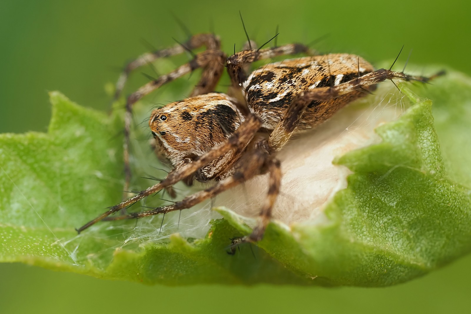 Nazwa:  śpiesznik rysień182460mf.jpg
Wyświetleń: 76
Rozmiar:  266,9 KB