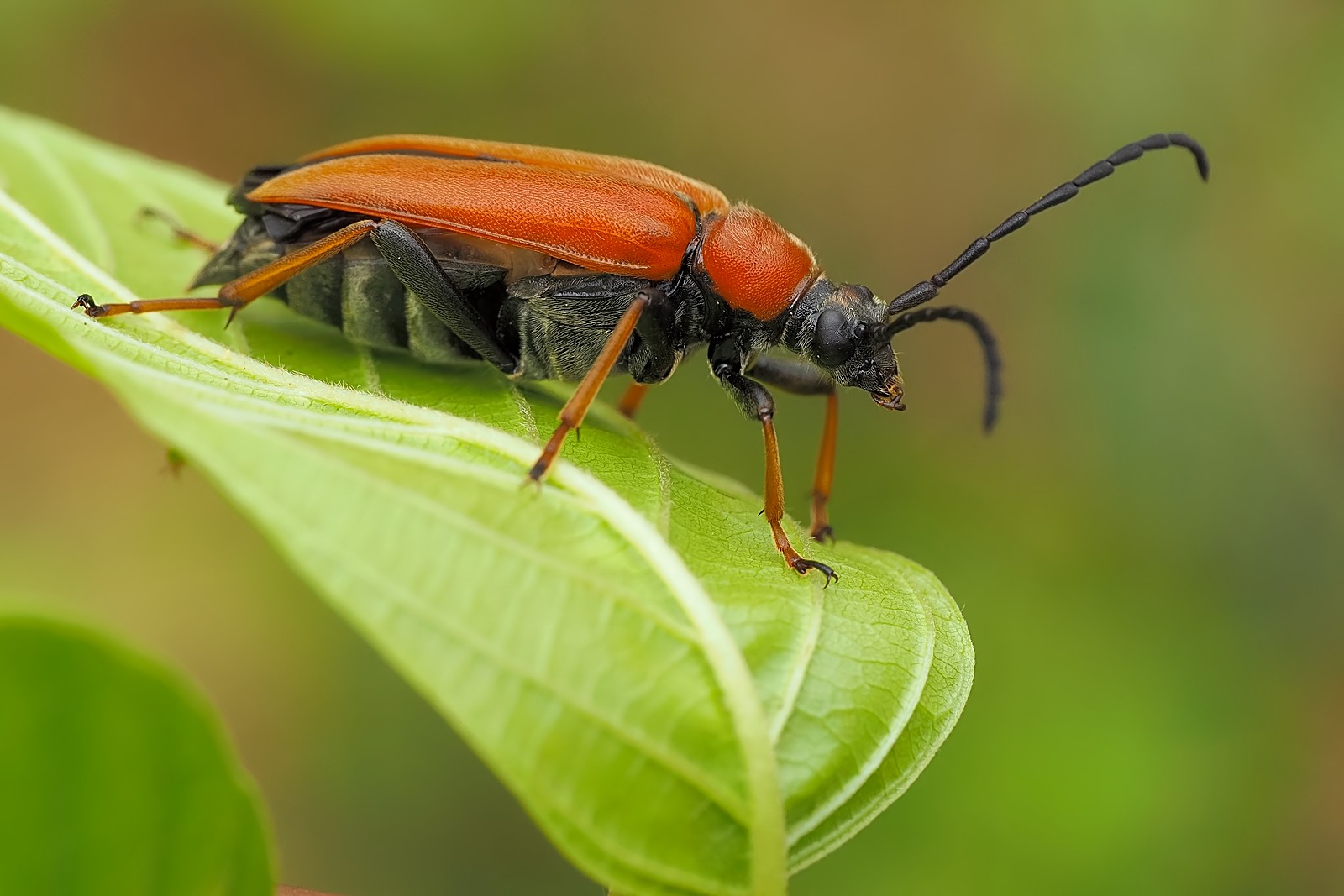 Nazwa:  zmorsznik czerwony203127mf.jpg
Wyświetleń: 64
Rozmiar:  202,0 KB