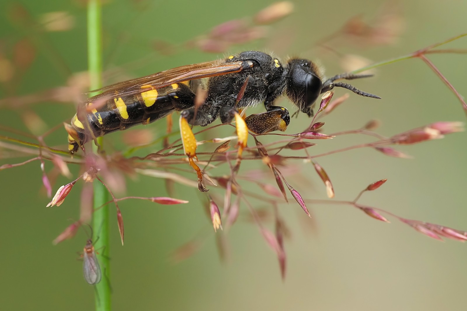 Nazwa:  grzebacz musznik194473mf.jpg
Wyświetleń: 51
Rozmiar:  198,0 KB