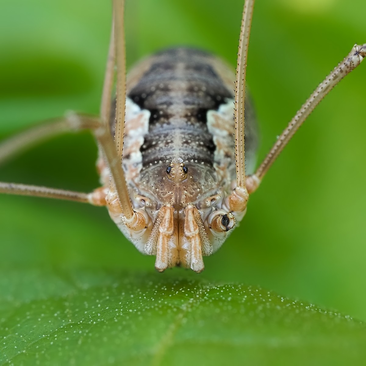 Nazwa:  kosarz212696mf.jpg
Wyświetleń: 33
Rozmiar:  172,1 KB