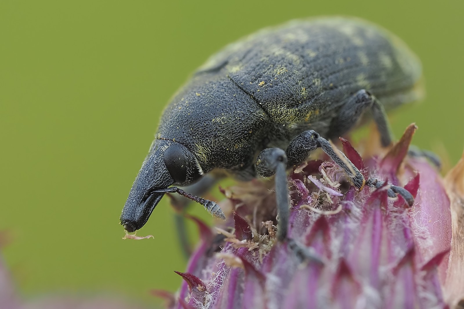 Nazwa:  opylak żółtawy184094mf.jpg
Wyświetleń: 10
Rozmiar:  254,7 KB