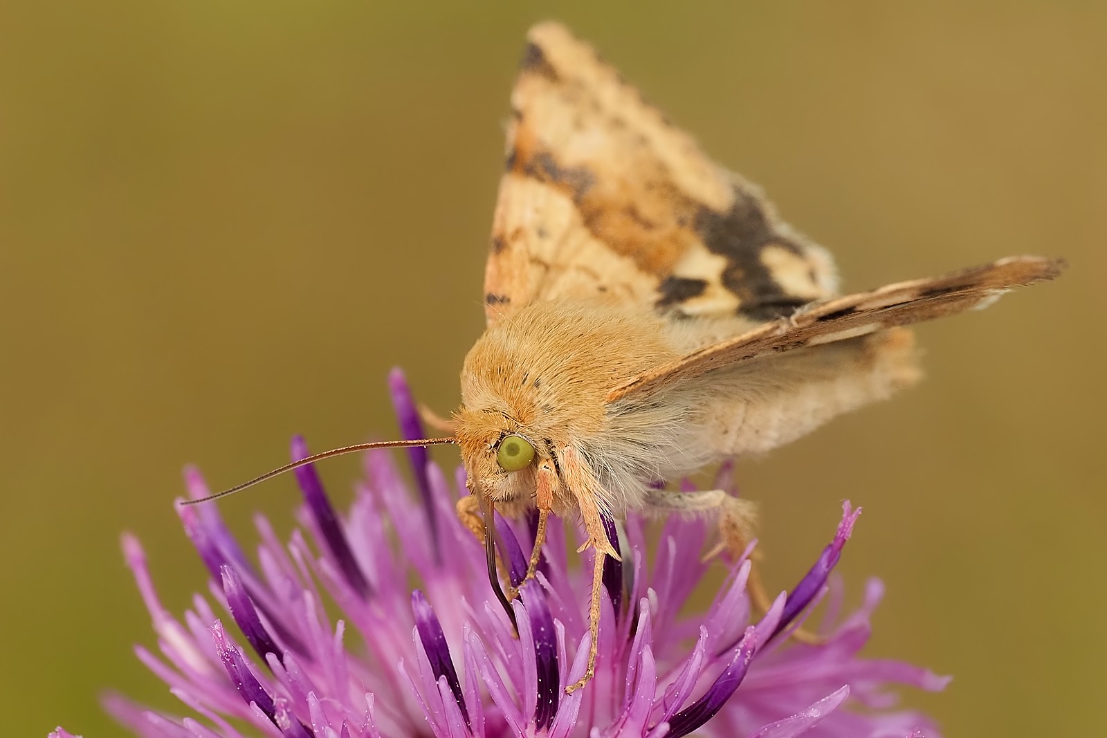 Nazwa:  słonecznica szczeciówka198988mf.jpg
Wyświetleń: 2
Rozmiar:  191,4 KB