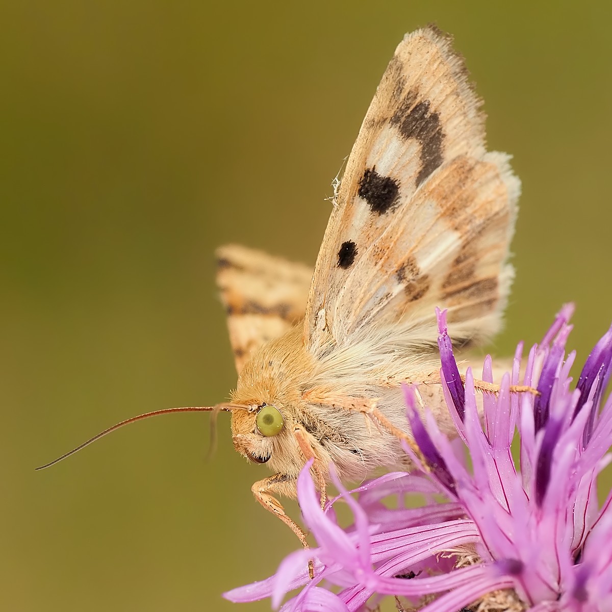 Nazwa:  słonecznica szczeciówka199037mf.jpg
Wyświetleń: 2
Rozmiar:  208,7 KB