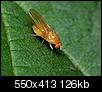 Kliknij obrazek, aby uzyskać większą wersję

Nazwa:	Drosophilidae.JPG
Wyświetleń:	177
Rozmiar:	126,1 KB
ID:	29004