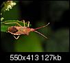 Kliknij obrazek, aby uzyskać większą wersję

Nazwa:	Coreus sp.JPG
Wyświetleń:	156
Rozmiar:	126,9 KB
ID:	29005