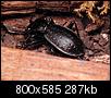 Kliknij obrazek, aby uzyskać większą wersję

Nazwa:	Carabus hortensis 6.JPG
Wyświetleń:	148
Rozmiar:	287,0 KB
ID:	29006