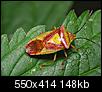 Kliknij obrazek, aby uzyskać większą wersję

Nazwa:	Elasmostethus sp.JPG
Wyświetleń:	341
Rozmiar:	148,4 KB
ID:	29039