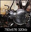 Kliknij obrazek, aby uzyskać większą wersję

Nazwa:	Carabus hortensis 7.JPG
Wyświetleń:	351
Rozmiar:	320,5 KB
ID:	29078