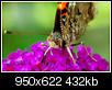 Kliknij obrazek, aby uzyskać większą wersję

Nazwa:	motyl3.jpg
Wyświetleń:	182
Rozmiar:	432,1 KB
ID:	41416