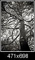 Kliknij obrazek, aby uzyskać większą wersję

Nazwa:	__drzewo_bw.jpg
Wyświetleń:	79
Rozmiar:	202,8 KB
ID:	43058