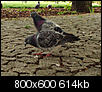 Kliknij obrazek, aby uzyskać większą wersję

Nazwa:	for5.jpg
Wyświetleń:	84
Rozmiar:	614,3 KB
ID:	46609