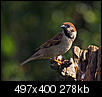 Kliknij obrazek, aby uzyskać większą wersję

Nazwa:	P8034522 kopia.jpg
Wyświetleń:	283
Rozmiar:	278,2 KB
ID:	52969