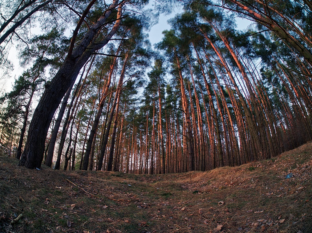 Nazwa:  nagorki6.jpg
Wyświetleń: 359
Rozmiar:  596,2 KB