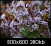 Kliknij obrazek, aby uzyskać większą wersję

Nazwa:	Paulownia.jpg
Wyświetleń:	42
Rozmiar:	380,1 KB
ID:	64298
