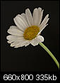 Kliknij obrazek, aby uzyskać większą wersję

Nazwa:	stokrotka2.jpg
Wyświetleń:	92
Rozmiar:	334,9 KB
ID:	65182