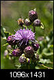 Kliknij obrazek, aby uzyskać większą wersję

Nazwa:	flower01_P6100557.jpg
Wyświetleń:	121
Rozmiar:	573,3 KB
ID:	65856
