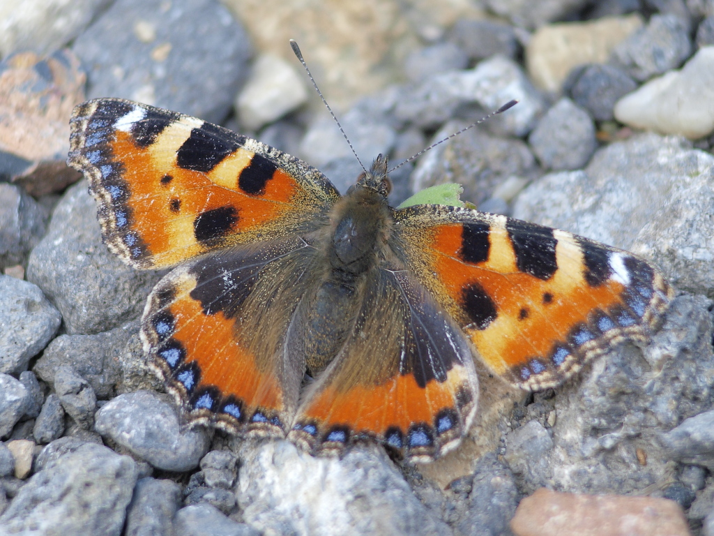 Kliknij obrazek, aby uzyskać większą wersję

Nazwa:	_D272651.jpg
Wyświetleń:	171
Rozmiar:	478,5 KB
ID:	66178