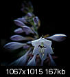 Kliknij obrazek, aby uzyskać większą wersję

Nazwa:	flower_03p7061951.jpg
Wyświetleń:	34
Rozmiar:	167,4 KB
ID:	66530